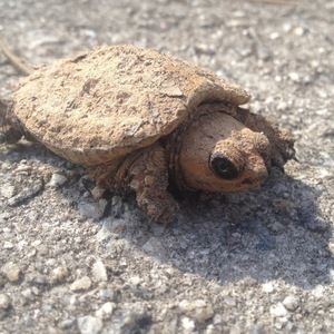 Meet your Posher, Harrison